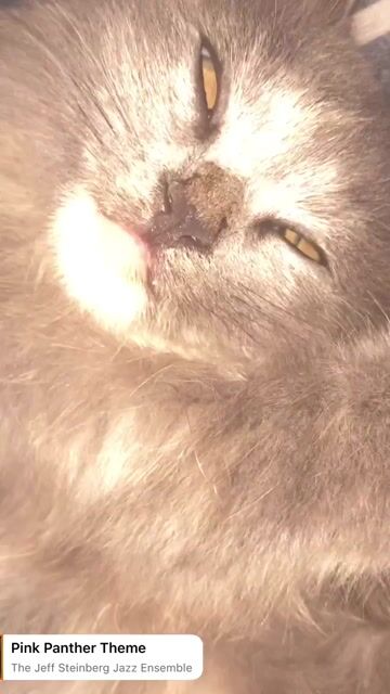 gã gấp bé mèo ald. Mua bán Mèo tại Thị xã Bến Cát Bình Dương được đăng bởi Vy hình 1