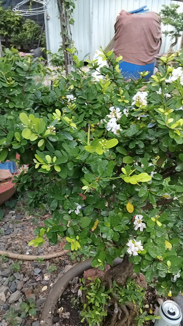 Chậu linh sam lâu năm. Mua bán Cây cảnh, đồ trang trí tại Quận 12 Tp Hồ Chí Minh được đăng bởi ĐẠT hình 1