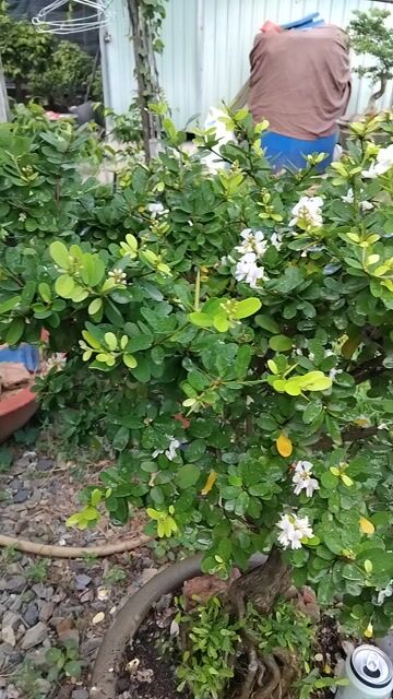 Chậu linh sam lâu năm. Mua bán Cây cảnh, đồ trang trí tại Quận 12 Tp Hồ Chí Minh được đăng bởi ĐẠT hình 1
