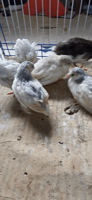 Gà Rutin  5 tuần tuổi làm cảnh. Mua bán Gà tại Quận 11 Tp Hồ Chí Minh được đăng bởi lam hình 1