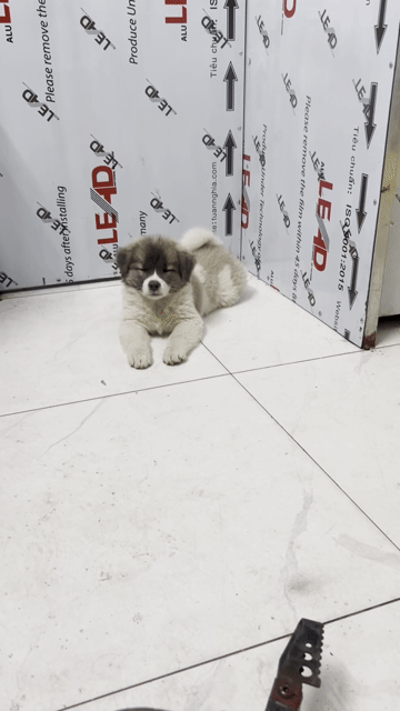 Chó Bắc Hà lai trắng xám đã tiêm. Mua bán Chó tại Quận Hoàng Mai Hà Nội được đăng bởi Trần Trang hình 1