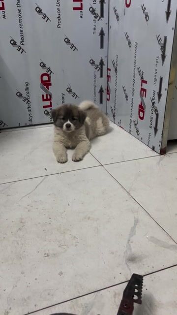 Chó Bắc Hà lai trắng xám đã tiêm. Mua bán Chó tại Quận Hoàng Mai Hà Nội được đăng bởi Trần Trang hình 1