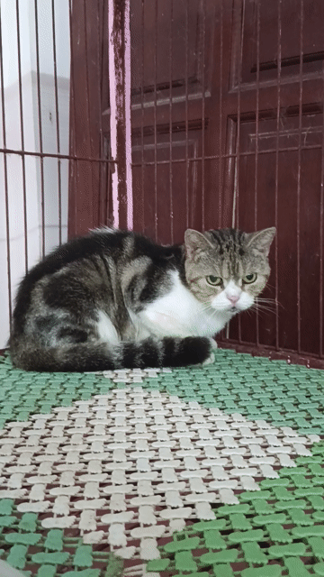 Mèo Bi Dưa Cái Đen trắng vằn. Mua bán Mèo tại Quận Hoàng Mai Hà Nội được đăng bởi Minh hình 1