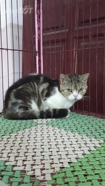 Mèo Bi Dưa Cái Đen trắng vằn. Mua bán Mèo tại Quận Hoàng Mai Hà Nội được đăng bởi Minh hình 1