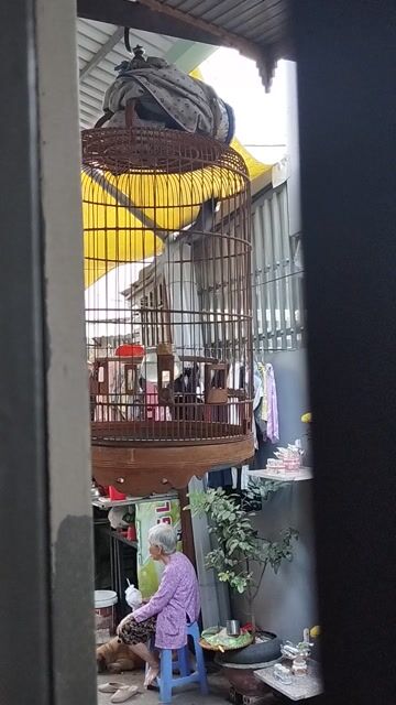 Chim Than bổi Nuôi lâu. Mua bán Chim tại Quận Gò Vấp Tp Hồ Chí Minh được đăng bởi Hiếu Lê đỗ hình 1