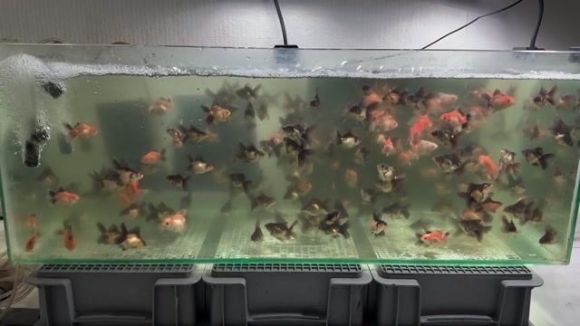 Cá vàng Oranda Đa màu 1.5 ngón. Mua bán Thú cưng khác tại Huyện Hóc Môn Tp Hồ Chí Minh được đăng bởi Nguyễn Mạnh Cường hình 1