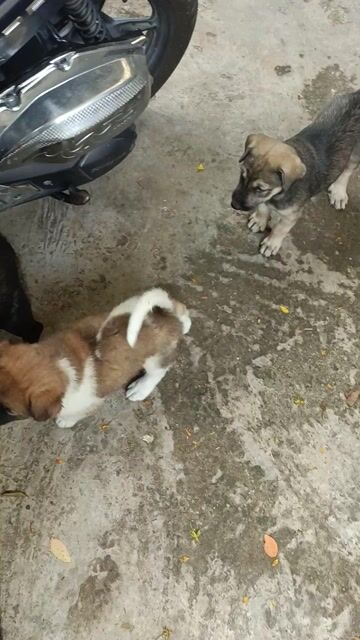 Cho bò sữa và chó vàng  hiển đề đốm lưỡi. Mua bán Chó tại Huyện Hóc Môn Tp Hồ Chí Minh được đăng bởi hue hình 1