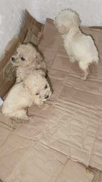 Chó Poodle  Teacup cái 6 tuần. Mua bán Chó tại Huyện Củ Chi Tp Hồ Chí Minh được đăng bởi Minh Quách hình 1