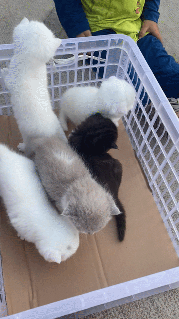 Bầy mèo Anh lông ngắn nhà đẻ. Mua bán Mèo tại Huyện Châu Thành Bến Tre được đăng bởi ChinChin hình 1