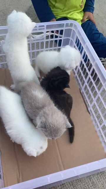 Bầy mèo Anh lông ngắn nhà đẻ. Mua bán Mèo tại Huyện Châu Thành Bến Tre được đăng bởi ChinChin hình 1