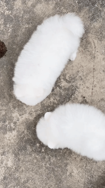 Chó Phốc Sóc màu trắng, đáng yêu, lanh lợi.. Mua bán Chó tại Huyện Bình Chánh Tp Hồ Chí Minh được đăng bởi Cherry Huỳnh hình 1