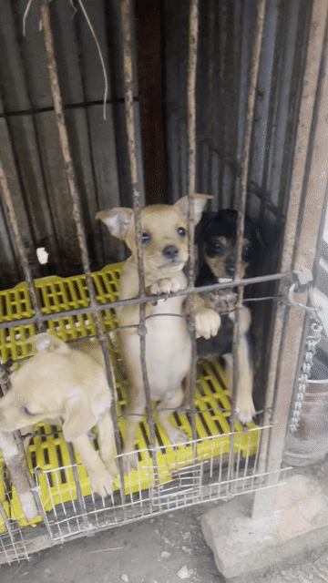 Chó Phốc nhỏ màu Nâu. Mua bán Chó tại Huyện Đông Anh Hà Nội được đăng bởi NGUYỄN HÙNG hình 1