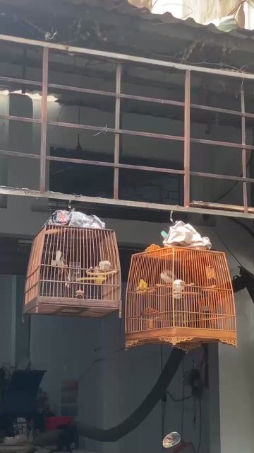 Chim chào mào bổi mới bắt bộng hay. Mua bán Chim tại Quận Gò Vấp Tp Hồ Chí Minh được đăng bởi Nguyên hình 1