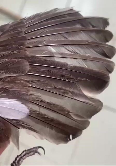 Chim cảnh màu Nâu Trắng. Mua bán Chim tại Quận Tân Phú Tp Hồ Chí Minh được đăng bởi Khang  100 Vườn lài hình 1