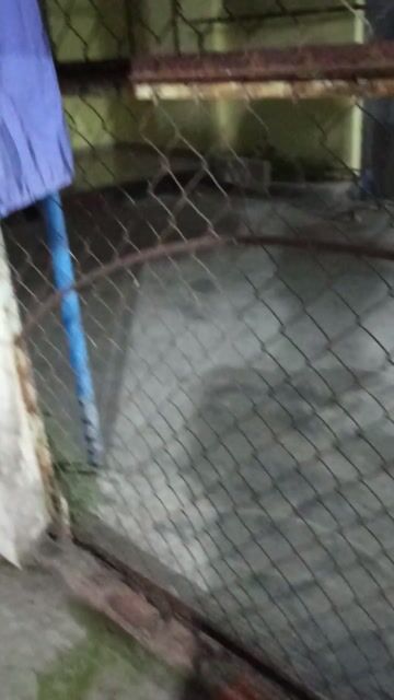 Chim Cu gáy Đắk Nông. Mua bán Chim tại Thành phố Tân An Long An được đăng bởi Thai Tran hình 1