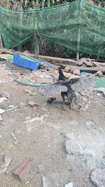 Gà đòn Thái đổi nọc. Mua bán Gà tại Huyện Trảng Bom Đồng Nai được đăng bởi Nguyễn hình 1