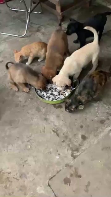 chó con. Mua bán Chó tại Huyện Bến Lức Long An được đăng bởi lê vũ hình 1