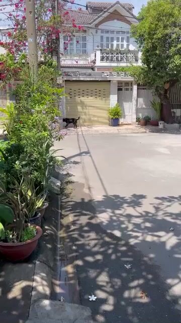 Rottweiler Đực 2 tuổi VKA. Mua bán Chó tại Quận 12 Tp Hồ Chí Minh được đăng bởi mai hoang an hình 1