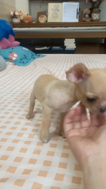 Chihuahua Vàng Hồng sang hết nấc - đầu táo tai to. Mua bán Chó tại Quận Gò Vấp Tp Hồ Chí Minh được đăng bởi Lê Phú hình 1