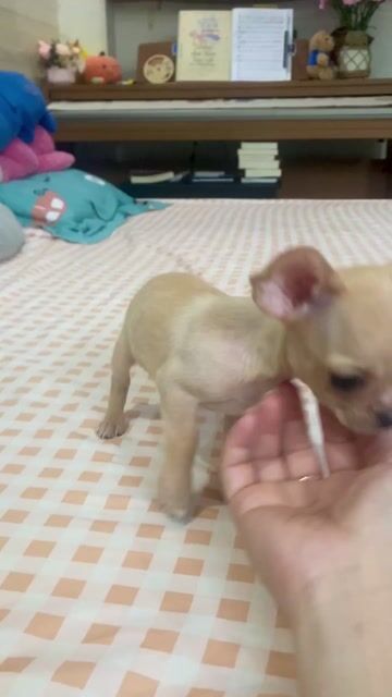 Chihuahua Vàng Hồng sang hết nấc - đầu táo tai to. Mua bán Chó tại Quận Gò Vấp Tp Hồ Chí Minh được đăng bởi Lê Phú hình 1