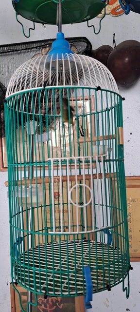 Hút mật 5 màu.. Mua bán Chim tại Thành phố Thủ Dầu Một Bình Dương được đăng bởi Hung hình 1