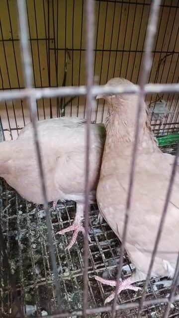 Bồ câu Vàng rơm 3 tháng tuổi. Mua bán Chim tại Quận 11 Tp Hồ Chí Minh được đăng bởi Vũ Trọng Chín hình 1