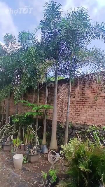 Hai mươi Cây  Cau đuôi chồn. Mua bán Cây cảnh, đồ trang trí tại Huyện Tân Phú Đồng Nai được đăng bởi Đông 123 hình 1