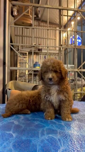 Chó Poodle Trai gái đầy đủ. Mua bán Chó tại Huyện Hoài Đức Hà Nội được đăng bởi Lạc Lạc  hình 1
