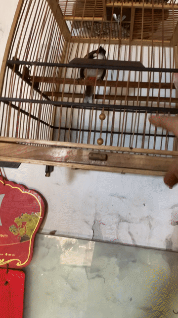Chim cảnh chào mào. Mua bán Chim tại Huyện Thanh Trì Hà Nội được đăng bởi Tên chưa cung cấp hình 1