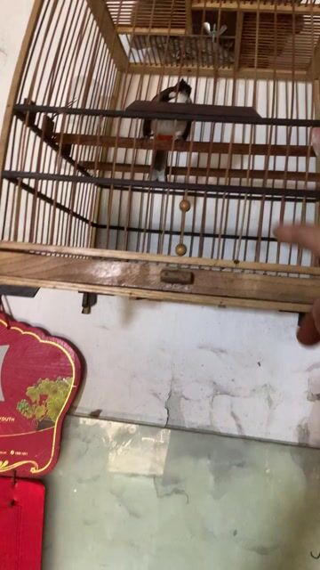 Chim cảnh chào mào. Mua bán Chim tại Huyện Thanh Trì Hà Nội được đăng bởi Tên chưa cung cấp hình 1