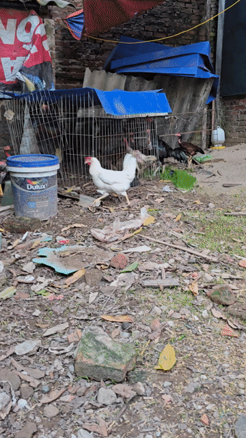 Gà mái giống đen đỏ cái. Mua bán Gà tại Huyện Sóc Sơn Hà Nội được đăng bởi công đô hình 1