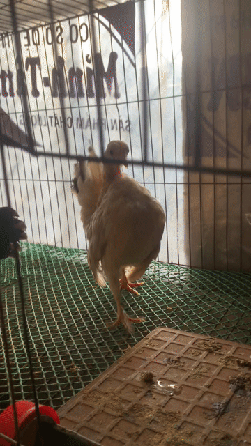 Gà Serama Mái 3 tháng. Mua bán Gà tại Huyện Thống Nhất Đồng Nai được đăng bởi Nguyễn Hoàn hình 1