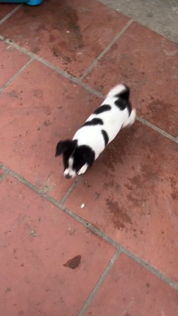 Chó cỏ lai Phốc Sóc Đen trắng. Mua bán Chó tại Huyện Đông Anh Hà Nội được đăng bởi Hung Chu hình 1