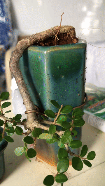 Cây cảnh Sam trái siêu mini Bonsai để bàn. Mua bán Cây cảnh, đồ trang trí tại Quận 12 Tp Hồ Chí Minh được đăng bởi Minh hình 1