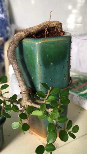 Cây cảnh Sam trái siêu mini Bonsai để bàn. Mua bán Cây cảnh, đồ trang trí tại Quận 12 Tp Hồ Chí Minh được đăng bởi Minh hình 1