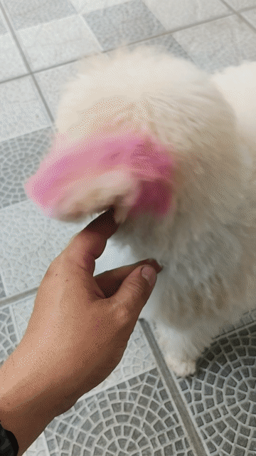 Chó Poodle Trắng kem. Mua bán Chó tại Huyện Long Thành Đồng Nai được đăng bởi Anh Đức hình 1