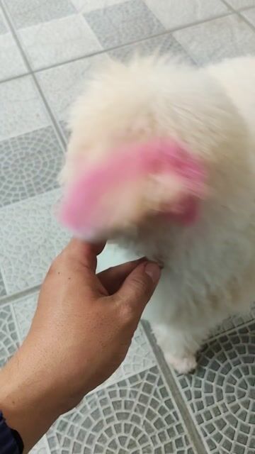 Chó Poodle Trắng kem. Mua bán Chó tại Huyện Long Thành Đồng Nai được đăng bởi Anh Đức hình 1