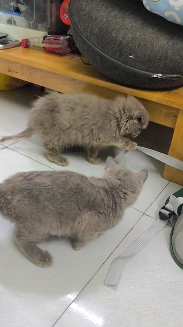 Mèo ALD đực cái 3 tháng. Mua bán Mèo tại Quận Long Biên Hà Nội được đăng bởi Thanh Hương Đặng hình 1