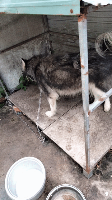 Chó Alaska  Đen trắng. Mua bán Chó tại Huyện Củ Chi Tp Hồ Chí Minh được đăng bởi Lê trí nghĩa hình 1
