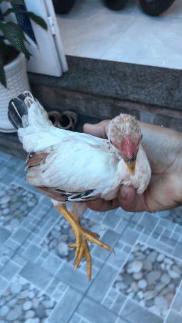 Gà ta 800g Trắng nâu. Mua bán Gà tại Huyện Nhà Bè Tp Hồ Chí Minh được đăng bởi LÊ VĂN GIÀU hình 1