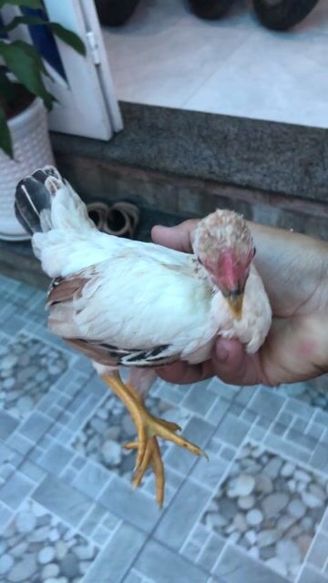 Gà ta 800g Trắng nâu. Mua bán Gà tại Huyện Nhà Bè Tp Hồ Chí Minh được đăng bởi LÊ VĂN GIÀU hình 1