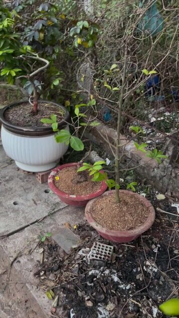 Thanh lý vườn mai giá xổ rẻ. Mua bán Cây cảnh, đồ trang trí tại Thành phố Thủ Dầu Một Bình Dương được đăng bởi Hoàng Thắm hình 1