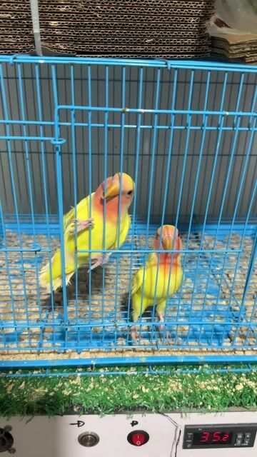 Chim Lovebird non Vàng hồng. Mua bán Chim tại Thị xã Gò Công Tiền Giang được đăng bởi Huỳnh Phong hình 1