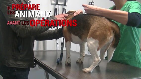 Auxiliaire vétérinaire