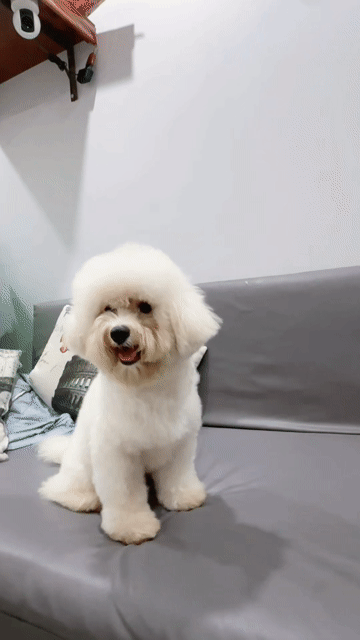 Chó Bichon đực thuần chủng 10 tháng. Mua bán Chó tại Quận Hai Bà Trưng Hà Nội được đăng bởi Nguyen Dang Huynh hình 1