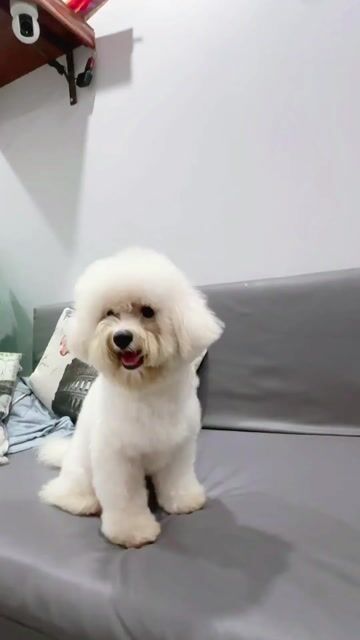 Chó Bichon đực thuần chủng 10 tháng. Mua bán Chó tại Quận Hai Bà Trưng Hà Nội được đăng bởi Nguyen Dang Huynh hình 1