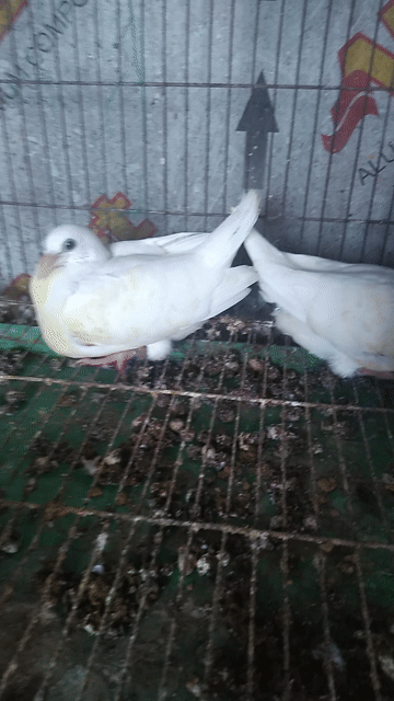Chim bồ câu Thái Trắng làm cảnh, giống khỏe mạnh. Mua bán Chim tại Quận 6 Tp Hồ Chí Minh được đăng bởi Quân hình 1