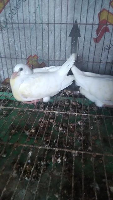 Chim bồ câu Thái Trắng làm cảnh, giống khỏe mạnh. Mua bán Chim tại Quận 6 Tp Hồ Chí Minh được đăng bởi Quân hình 1