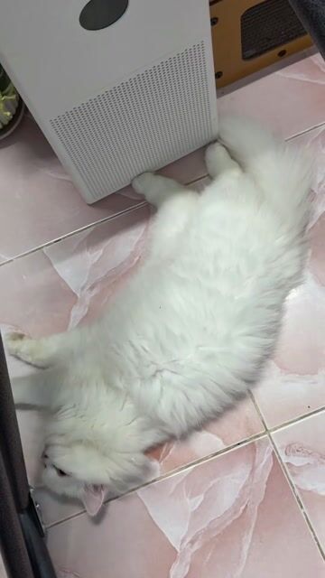 TÌM MÈO ĐỰC PHỐI GIỐNG ANH LÔNG DÀI. Mua bán Mèo tại Huyện Nhơn Trạch Đồng Nai được đăng bởi Thuan Nguyen hình 1