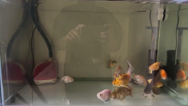 cá Vàng Ranchu, Oranda.. Mua bán Thú cưng khác tại Quận 10 Tp Hồ Chí Minh được đăng bởi Thịnh Nguyễn hình 1